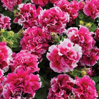 Double Pirouette Rose Petunia Thumbnail